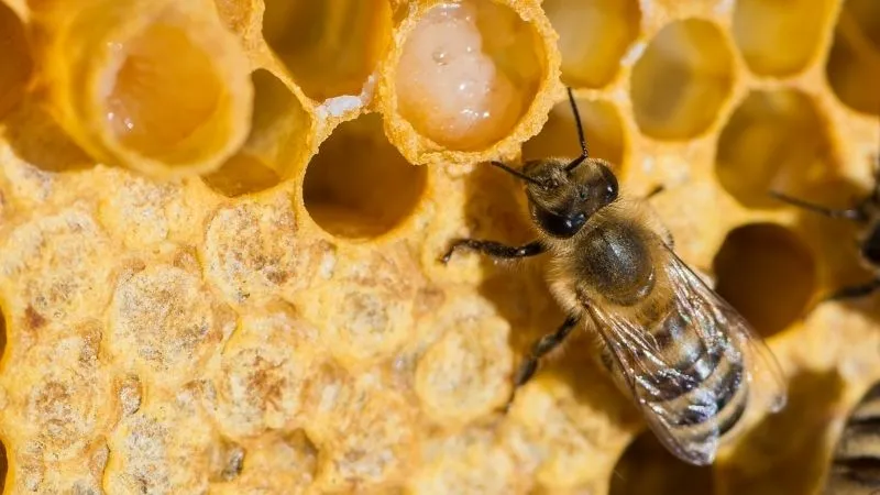 Sữa ong chúa và những câu hỏi thường gặp 8 Sua Ong Chua Royal Jelly La Gi Nhung Loi Ich Cua Sua Ong Chua Voi Co The 2_800x450