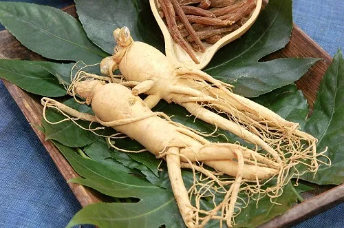 Nhân sâm - Vị thuốc "đại bổ" với người suy nhược cơ thể 3 Nhan Sam Han Quoc