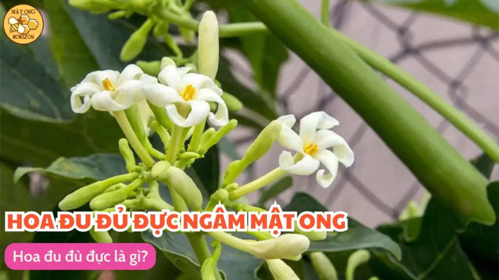 Hoa đu đủ đực là gì?