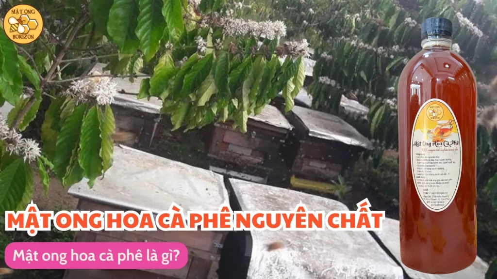 Mật ong hoa cà phê là gì?