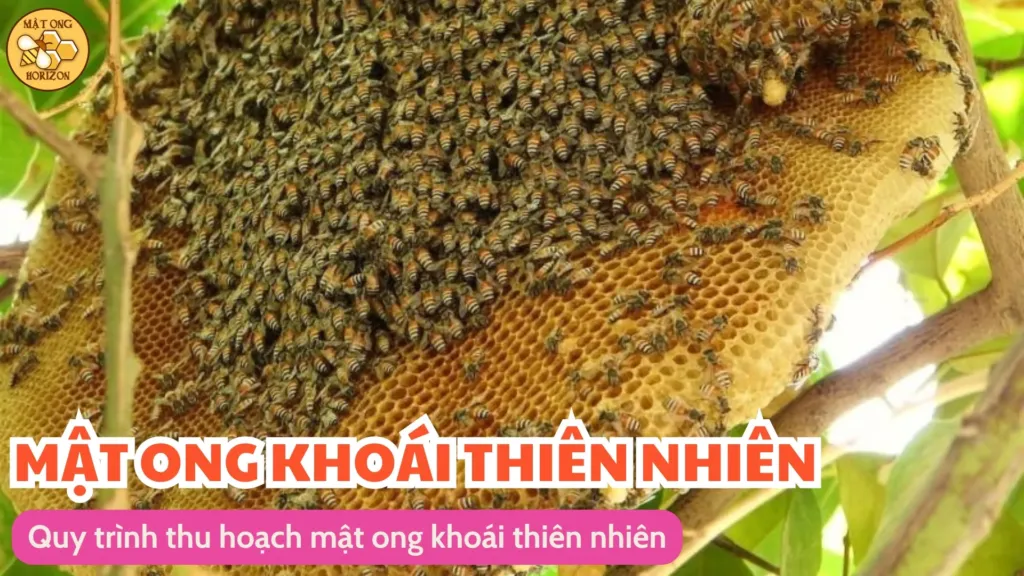 Quy trình thu hoạch mật ong khoái thiên nhiên