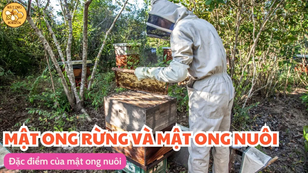 Nên chọn mật ong rừng hay mật ong nuôi? 10 Đặc điểm của mật ong nuôi