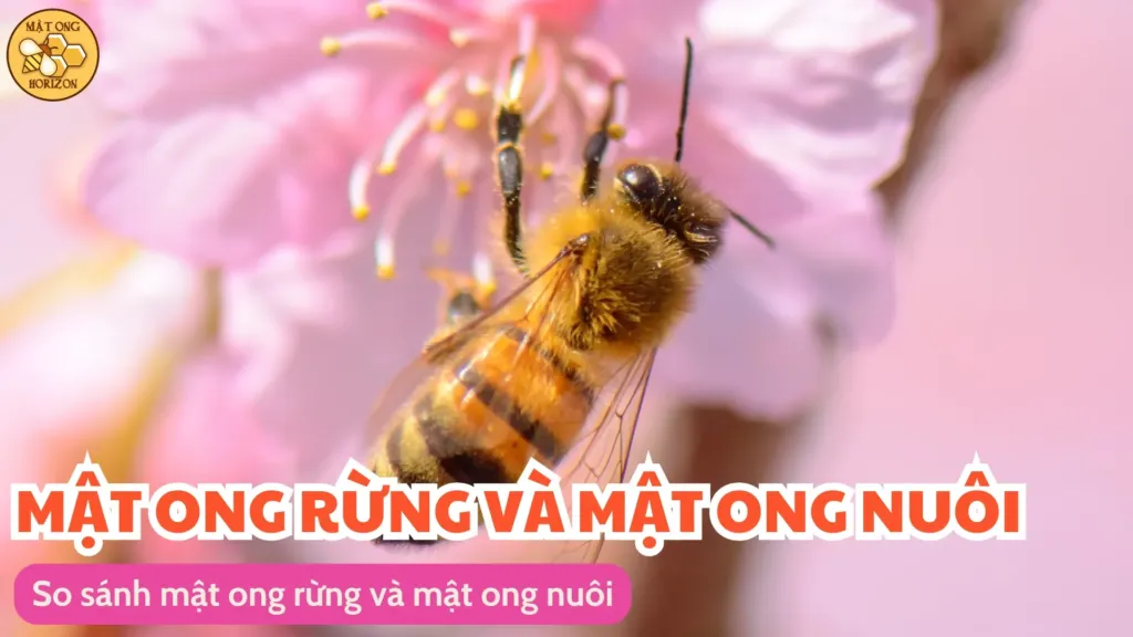 Nên chọn mật ong rừng hay mật ong nuôi? 11 So sánh mật ong rừng và mật ong nuôi
