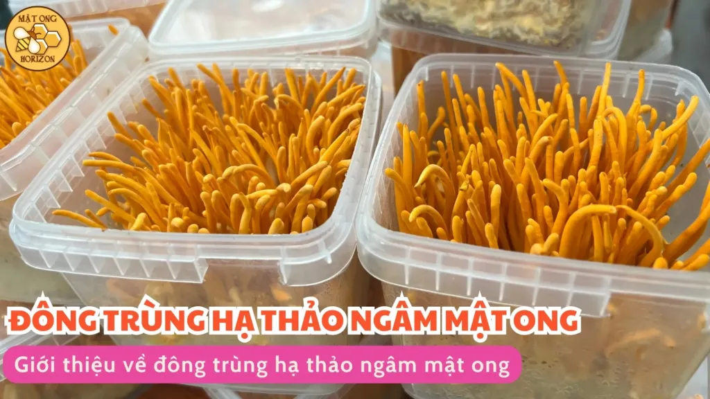 Giới thiệu về đông trùng hạ thảo ngâm mật ong