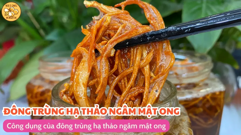 Công dụng của đông trùng hạ thảo ngâm mật ong