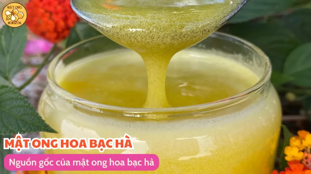 Mật ong hoa bạc hà - Tinh hoa thiên nhiên từ vùng cao nguyên 4 Nguồn gốc của mật ong hoa bạc hà