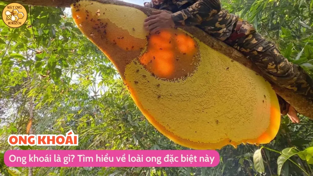 Ong khoái là gì? Tìm hiểu về loài ong đặc biệt này 4 Ong khoái là gì? Tìm hiểu về loài ong đặc biệt này