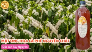Mật ong hoa cà phê nguyên chất - Đặc sản Tây Nguyên