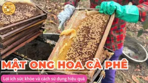 Mật ong hoa cà phê: Lợi ích sức khỏe và cách sử dụng hiệu quả
