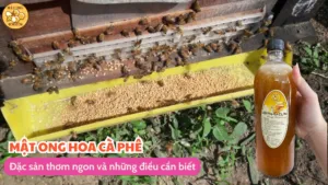 Mật ong hoa cà phê: Đặc sản thơm ngon và những điều cần biết